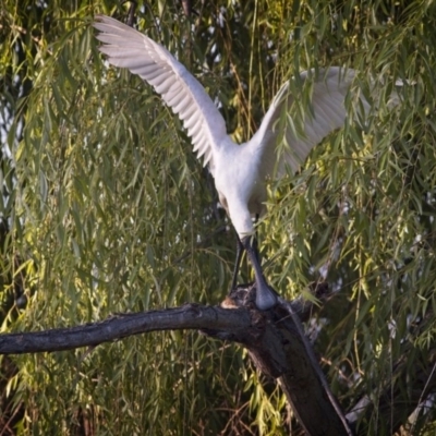 Platalea regia (Royal Spoonbill) at Fyshwick, ACT - 28 Dec 2018 by GlennMcMellon