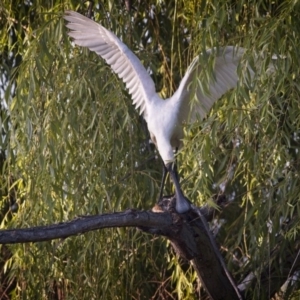 Platalea regia at Fyshwick, ACT - 29 Dec 2018