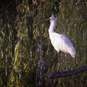 Platalea regia at Fyshwick, ACT - 29 Dec 2018