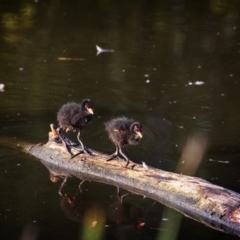 Gallinula tenebrosa (Dusky Moorhen) at Fyshwick, ACT - 28 Dec 2018 by GlennMcMellon