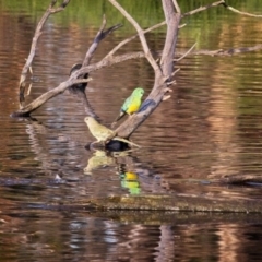 Psephotus haematonotus (Red-rumped Parrot) at Jerrabomberra Wetlands - 28 Dec 2018 by GlennMcMellon