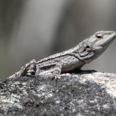 Amphibolurus muricatus (Jacky Lizard) at Namadgi National Park - 1 Dec 2018 by SWishart