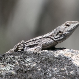 Amphibolurus muricatus at Mount Clear, ACT - 1 Dec 2018 11:08 AM