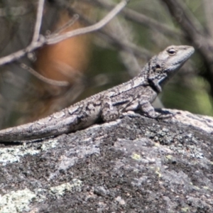 Amphibolurus muricatus at Mount Clear, ACT - 1 Dec 2018 11:08 AM