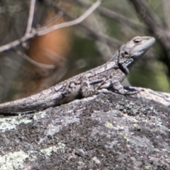 Amphibolurus muricatus at Mount Clear, ACT - 1 Dec 2018