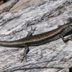 Pseudemoia entrecasteauxii (Woodland Tussock-skink) at Mount Clear, ACT - 1 Dec 2018 by SWishart