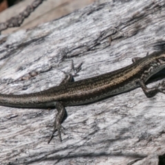 Pseudemoia entrecasteauxii (Woodland Tussock-skink) at Namadgi National Park - 1 Dec 2018 by SWishart