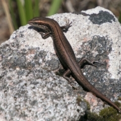 Pseudemoia entrecasteauxii (Woodland Tussock-skink) at Namadgi National Park - 1 Dec 2018 by SWishart