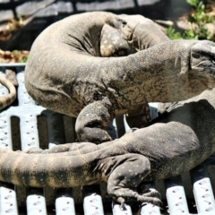 Varanus rosenbergi (Heath or Rosenberg's Monitor) at Wamboin, NSW - 24 Dec 2018 by Varanus