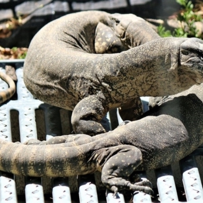 Varanus rosenbergi (Heath or Rosenberg's Monitor) at QPRC LGA - 23 Dec 2018 by Varanus