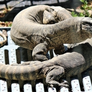 Varanus rosenbergi at Wamboin, NSW - 24 Dec 2018