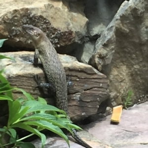 Egernia cunninghami at Wamboin, NSW - 9 Dec 2018 01:32 PM