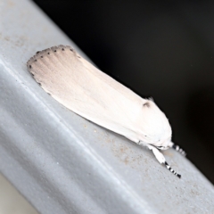 Cryptophasa sp. (genus) (Gum Tree Borer Moth) at O'Connor, ACT - 18 Dec 2018 by ibaird