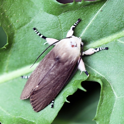 Cryptophasa sp. nr balteata (A Gelechioid moth) at O'Connor, ACT - 19 Dec 2018 by ibaird