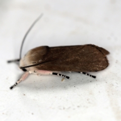 Cryptophasa sp. nr balteata at O'Connor, ACT - 19 Dec 2018