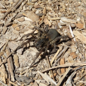 Lycosidae (family) at Kambah, ACT - 25 Dec 2018