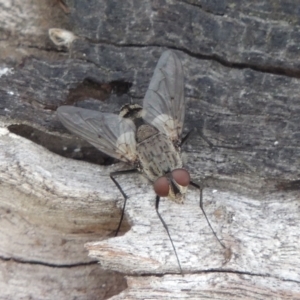 Senostoma sp. (genus) at Tuggeranong DC, ACT - 26 Dec 2018