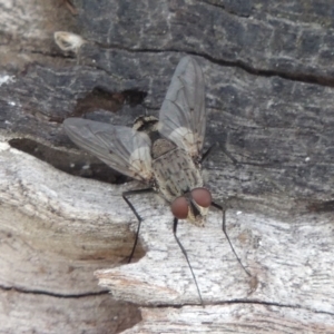 Senostoma sp. (genus) at Tuggeranong DC, ACT - 26 Dec 2018 06:04 PM