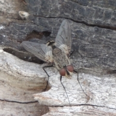 Senostoma sp. (genus) (A parasitoid tachinid fly) at Tuggeranong DC, ACT - 26 Dec 2018 by michaelb