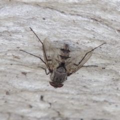 Senostoma sp. (genus) at Tuggeranong DC, ACT - 26 Dec 2018 06:04 PM