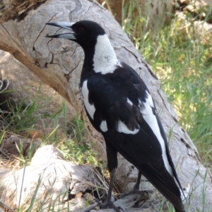 Gymnorhina tibicen at Greenway, ACT - 28 Dec 2018 12:00 AM