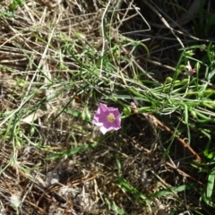 Convolvulus angustissimus subsp. angustissimus (Australian Bindweed) at Isaacs Ridge and Nearby - 28 Dec 2018 by Mike