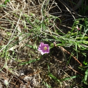 Convolvulus angustissimus subsp. angustissimus at Isaacs, ACT - 29 Dec 2018