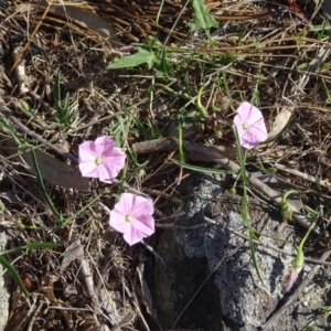 Convolvulus angustissimus subsp. angustissimus at Isaacs, ACT - 29 Dec 2018