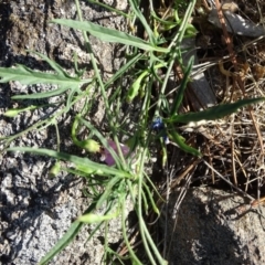 Convolvulus angustissimus subsp. angustissimus at Isaacs, ACT - 29 Dec 2018