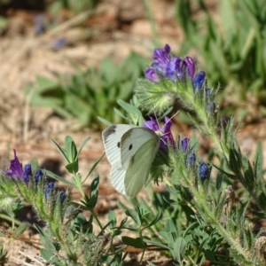 Pieris rapae at Isaacs, ACT - 29 Dec 2018