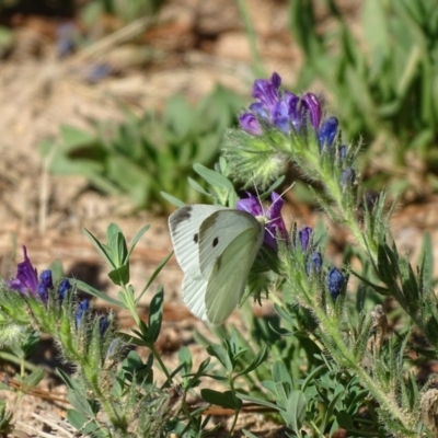 Pieris rapae (Cabbage White) at Isaacs Ridge and Nearby - 28 Dec 2018 by Mike