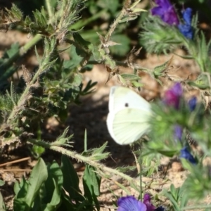 Pieris rapae at Isaacs, ACT - 29 Dec 2018