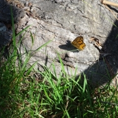 Heteronympha merope (Common Brown Butterfly) at Isaacs Ridge - 29 Dec 2018 by Mike