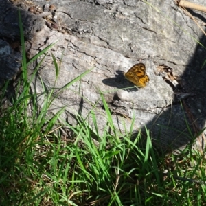 Heteronympha merope at Isaacs Ridge - 29 Dec 2018