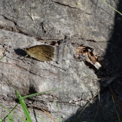 Heteronympha merope at Isaacs Ridge - 29 Dec 2018 08:49 AM