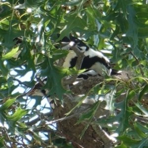 Grallina cyanoleuca at Hughes, ACT - 29 Dec 2018