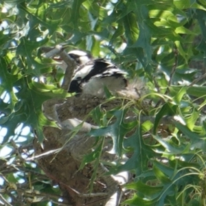 Grallina cyanoleuca at Hughes, ACT - 29 Dec 2018