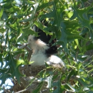 Grallina cyanoleuca at Hughes, ACT - 29 Dec 2018