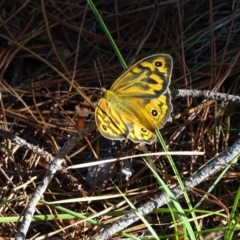 Heteronympha merope (Common Brown Butterfly) at Isaacs, ACT - 29 Dec 2018 by Mike