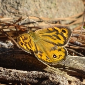 Heteronympha merope at Isaacs, ACT - 29 Dec 2018