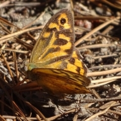 Heteronympha merope at Isaacs, ACT - 29 Dec 2018