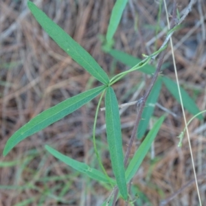 Glycine clandestina at Isaacs, ACT - 29 Dec 2018 08:09 AM