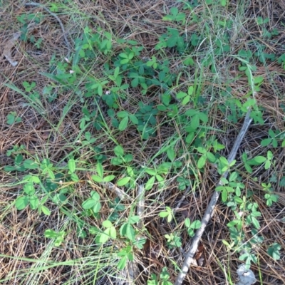 Grona varians (Slender Tick-Trefoil) at Isaacs, ACT - 29 Dec 2018 by Mike