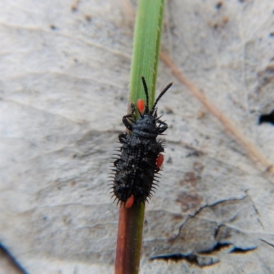 Acari (informal subclass) (Unidentified mite) at Cook, ACT - 27 Dec 2018 by CathB