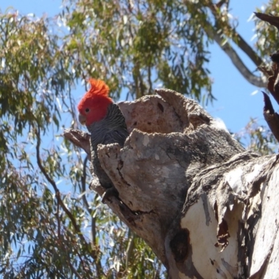 Callocephalon fimbriatum (Gang-gang Cockatoo) at GG157 - 4 Nov 2017 by JackyF