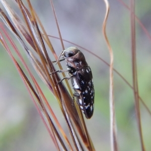 Diphucrania sp. (genus) at Cook, ACT - 28 Dec 2018 06:49 AM