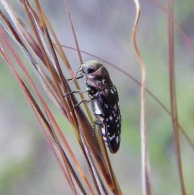 Diphucrania sp. (genus) (Jewel Beetle) at Cook, ACT - 28 Dec 2018 by CathB