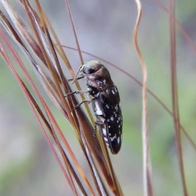 Diphucrania sp. (genus) (Jewel Beetle) at Cook, ACT - 27 Dec 2018 by CathB
