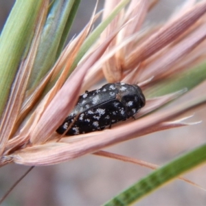 Diphucrania sp. (genus) at Cook, ACT - 28 Dec 2018 06:49 AM