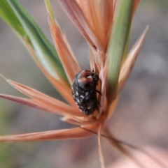 Diphucrania sp. (genus) at Cook, ACT - 28 Dec 2018 06:49 AM